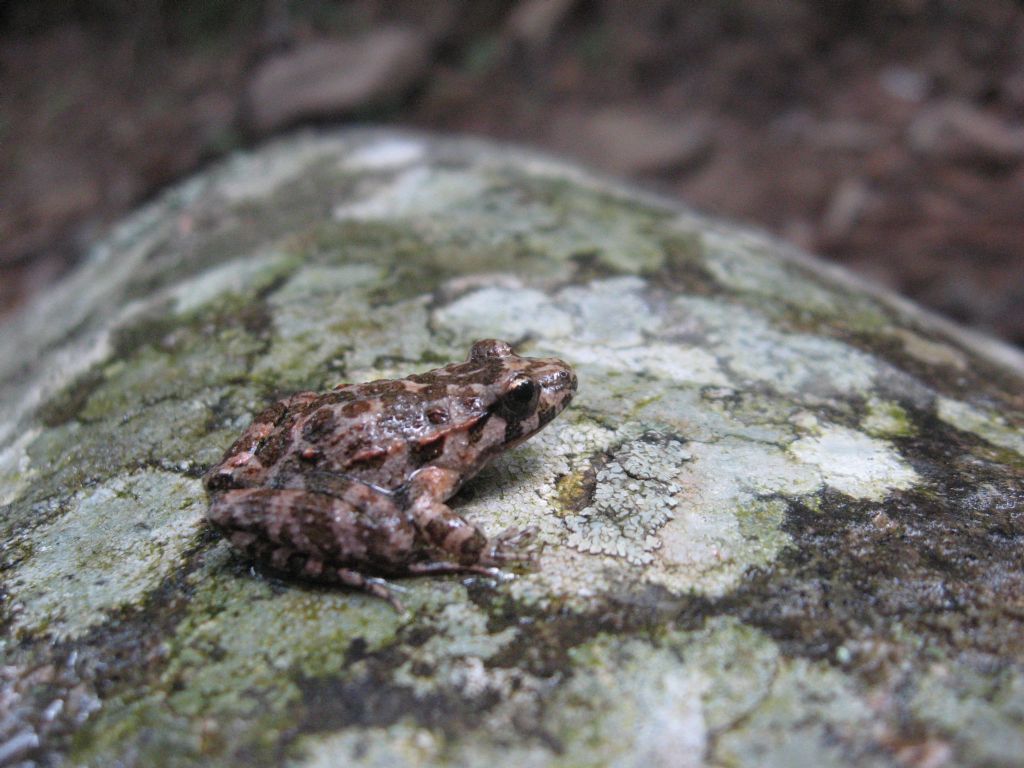 Discoglosso sardo